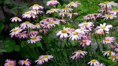 音乐短片 - 恰似你的温柔