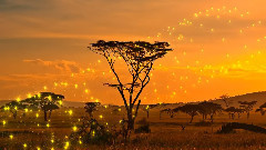 音乐短片 - La saison des pluies