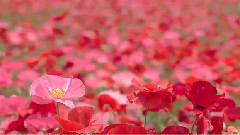 音乐短片 - 待到山花烂漫时