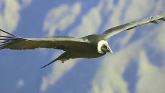 音乐短片 - Flying Condor