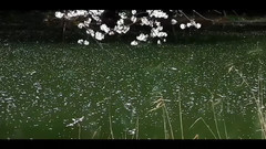 音乐短片 - 很爱很爱你