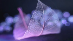 音乐短片 - 日本武士桑音乐作品 相思花