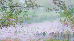 音乐短片 - 日本武士桑音乐作品 千本樱