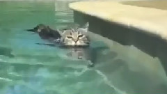 音乐短片 - Love Meow Star Who Played The Water In The Bath