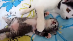 音乐短片 - Little Milk The Mother Cat Playing Cat
