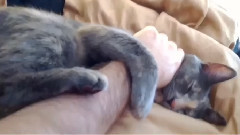 音乐短片 - Meow Star Stretches To Hug