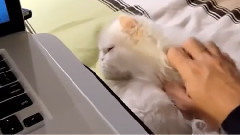 音乐短片 - Meow Star People Tame Man Servant