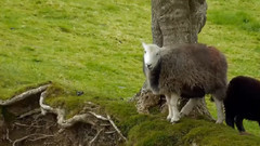 音乐短片 - Einsamer Hirte