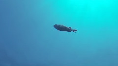 音乐短片 - Dino Brown&Tobix&Zeroone-I Can't Feel It