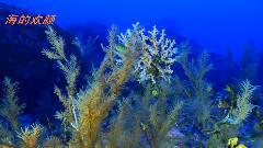 音乐短片 - 海的欢颜 献给6月8日世界海洋日