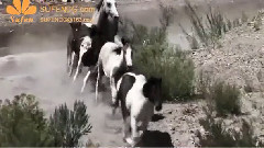 音乐短片 - 阿萨蒂格岛上的野马