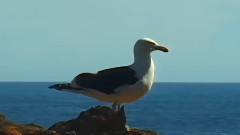 音乐短片 - Inch'Allah