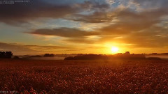 音乐短片 - Totus Floreo