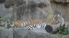 音乐短片 - 柏林动物园 儿童们的节日