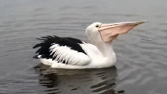 音乐短片 - Пеликан