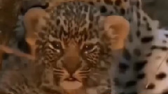 音乐短片 - The Cheetah War Python!