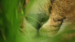 音乐短片 - 生死时速