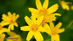 音乐短片 - Big四大冰洞 & 花岗岩瀑布