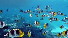 音乐短片 - Красивоеb