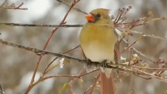 音乐短片 - 鸟儿在歌唱