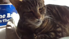 音乐短片 - Cat Owners Is Not At Home After Their Turns Out To Be Such A Play