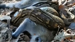 音乐短片 - Baboons Met With Python