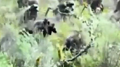 音乐短片 - Python to swallow the baboon