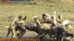 音乐短片 - 十大野狗攻击 野狗 vs 豹,疣猪,鳄鱼,水牛