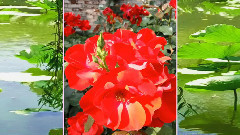 音乐短片 - 随意小拍