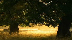 音乐短片 - 暮色苍然