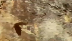 音乐短片 - Hawks Prey On