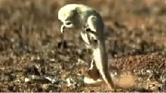 音乐短片 - The Mongoose Cobra Attack