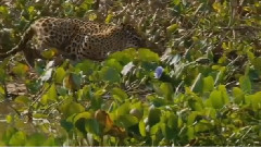 音乐短片 - The Crocodile Sometimes Can Only Be Planted