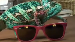 音乐短片 - The Chameleon