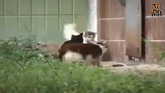 音乐短片 - Mice Bullying Five Cats