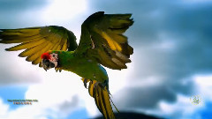 音乐短片 - Implora