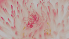 音乐短片 - 感悟人生哲理人生箴言