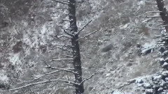 音乐短片 - An Instant Shot Hunting Wild Animals