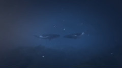 音乐短片 - Roaming With The Whales