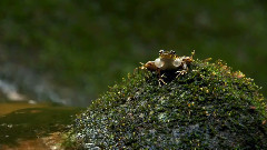 音乐短片 - 绿荫白日梦