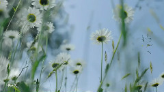 Chris Spheeris,音乐短片 - Golden Days