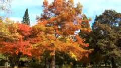 音乐短片 - 环游世界之新西兰 第4集