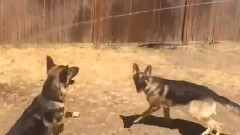 音乐短片 - Man open the water pipe, two dogs see gushing water and groaning