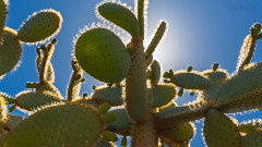 音乐短片 - 你只知道的一种cactus