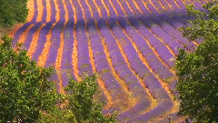 音乐短片 - Лесное благоухание