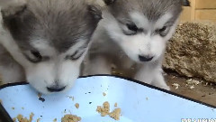 音乐短片 - Little milk dog in Alaska