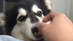 音乐短片 - Alaska dog and his master's dialogue