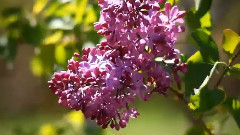 音乐短片 - Barbarian