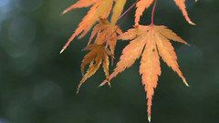 音乐短片 - Jacqueline's Tears