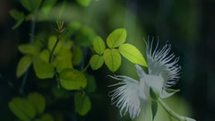 音乐短片 - 世界上最稀少名贵的花卉